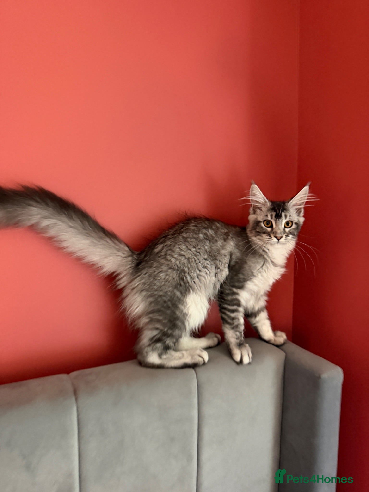 Maine Coon cats TICA Pedigree Maine coon🧬health tested Maine coon - Advert 1