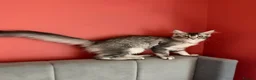 Maine Coon cats for sale: TICA Pedigree Maine coon🧬health tested - Advert 4