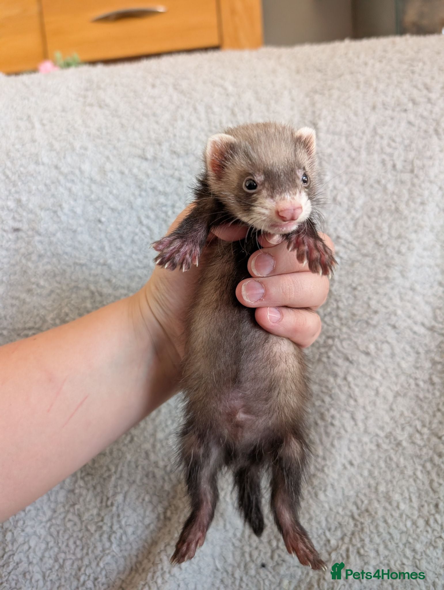 Ferret rodents Ferret kits - Advert 1
