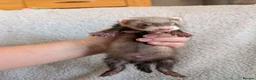 Ferret rodents for sale: Ferret kits in West Malling - Advert 1