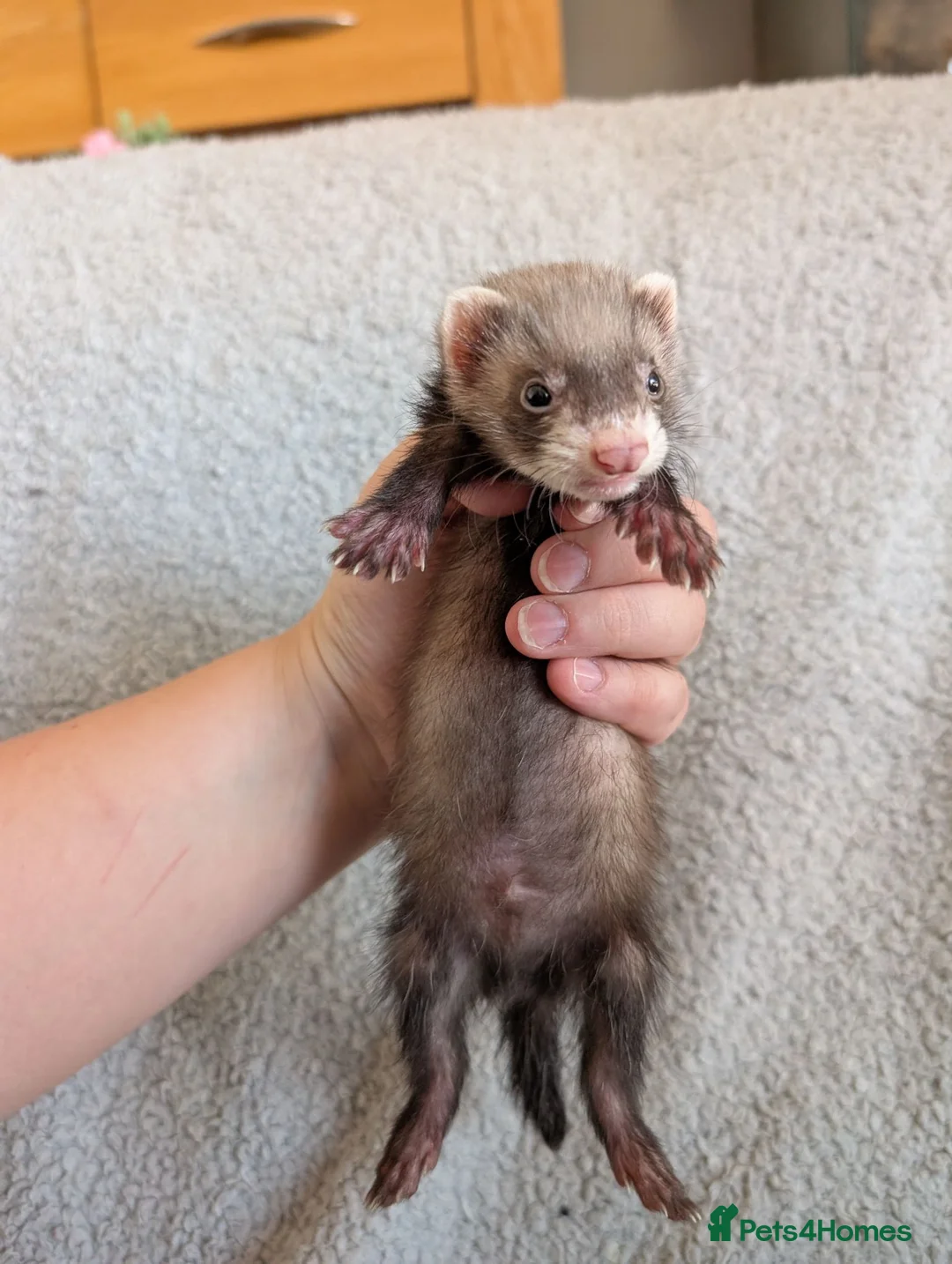 Ferret rodents for sale: Ferret kits in West Malling - Advert 1