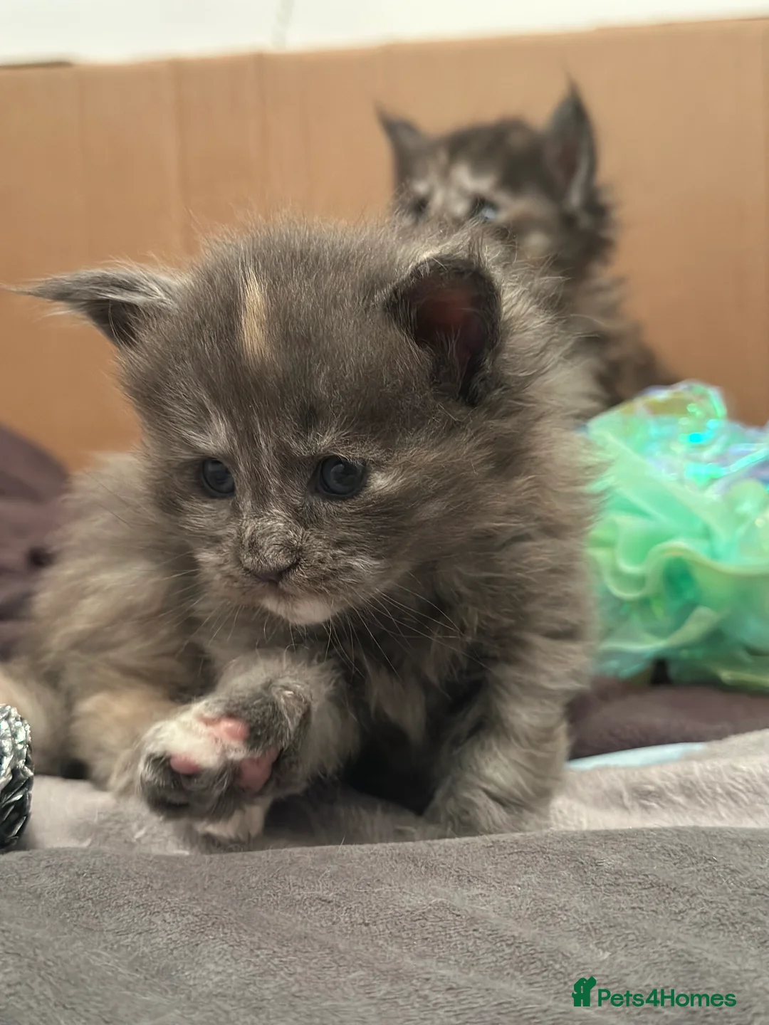 Maine Coon cats for sale: Stunning TICA Registered Maine Coon Kittens - Advert 23