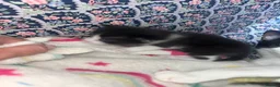Mixed Breed cats for sale: Mixed breed female kittens  - Advert 3
