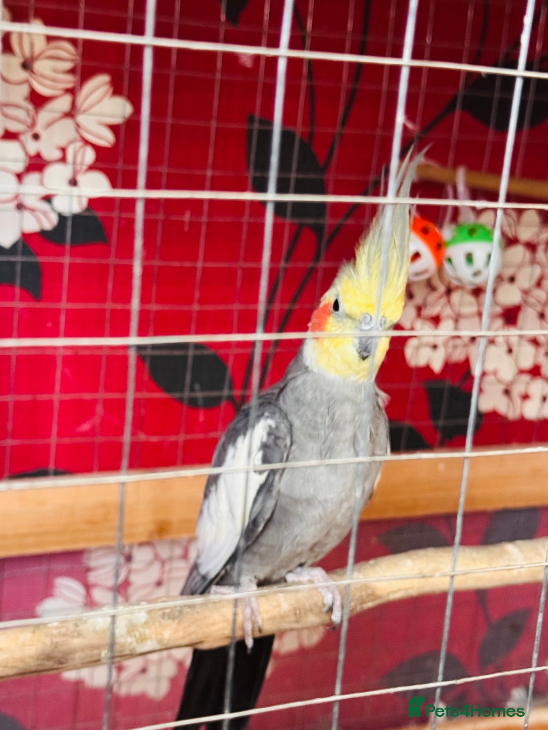 Cockatiels birds for sale: Cockatiel for sale - Image 3