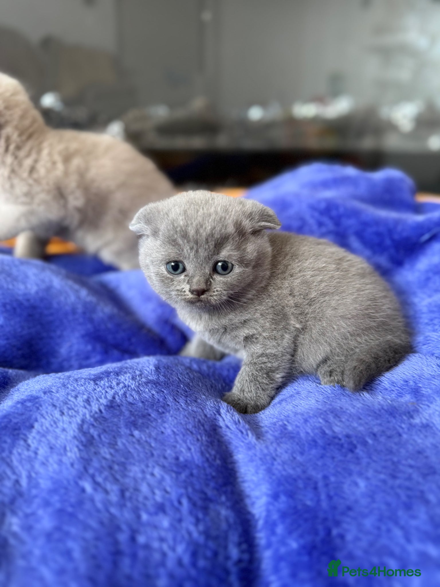 Scottish Fold cats Beautiful scottishfold/Scottish straight kittens🥰 - Advert 1