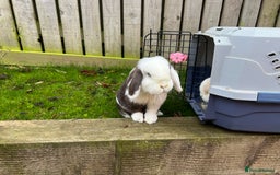 Mini Lop rabbits for sale: Minilops male and female  - Advert 21