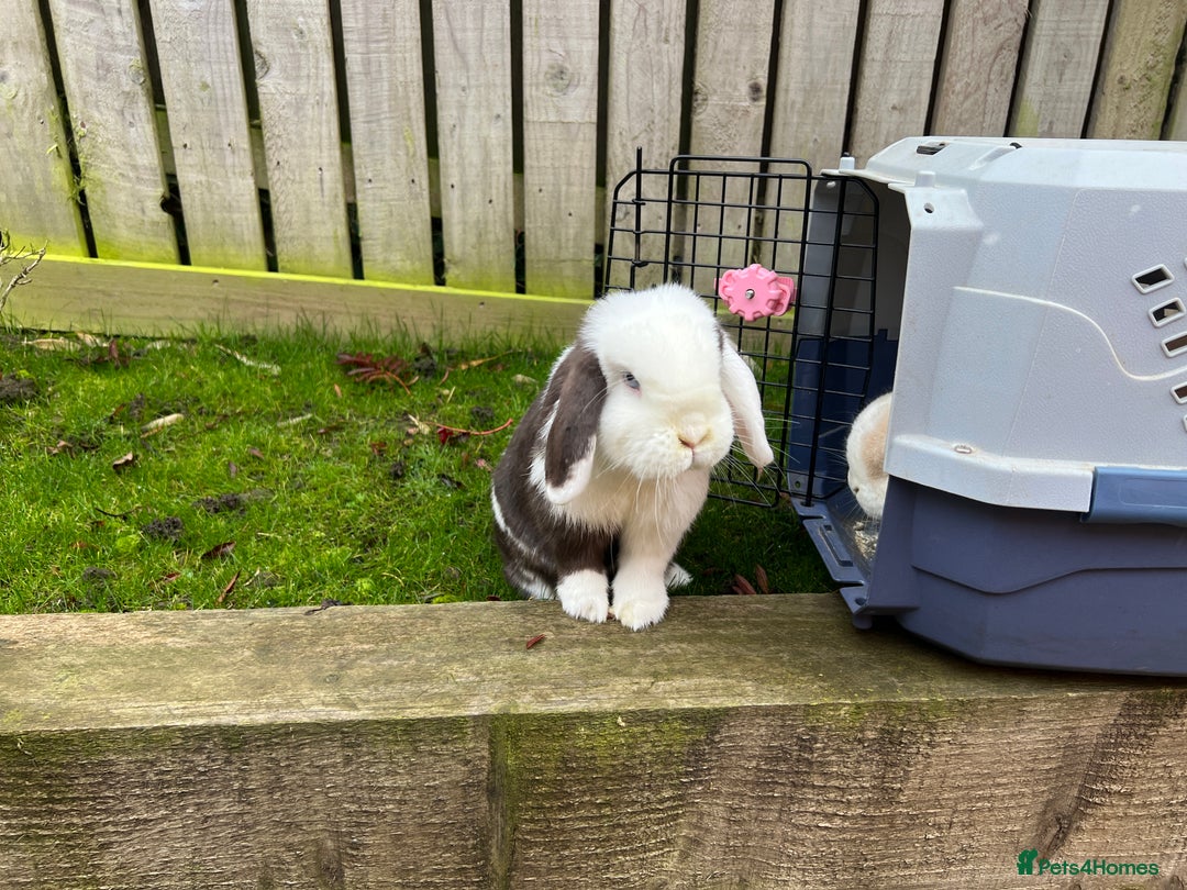 Mini Lop rabbits for sale: Minilops male and female  - Advert 21