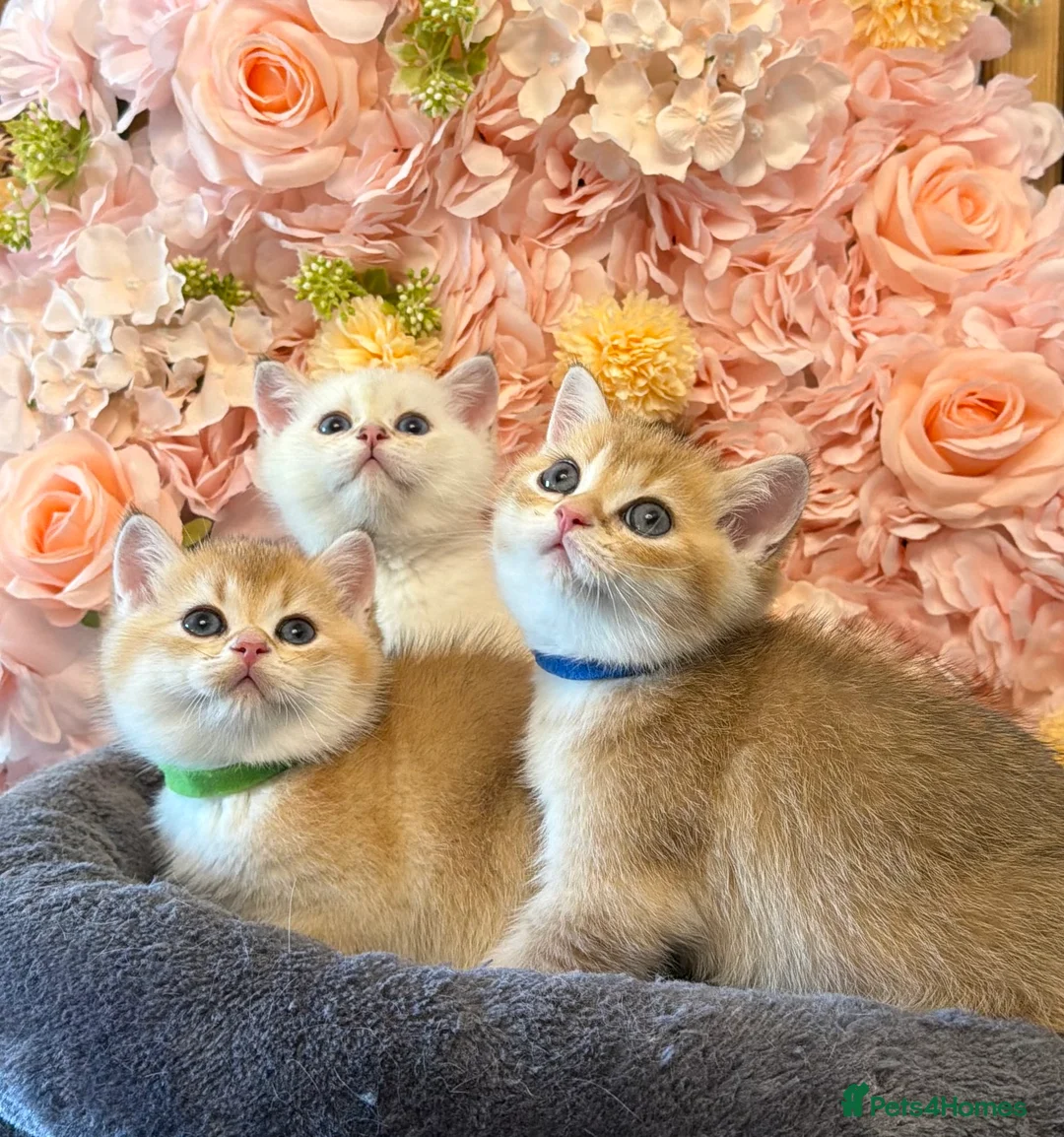 British Shorthair cats for sale: Adorable kittens looking for a loving family. - Advert 23