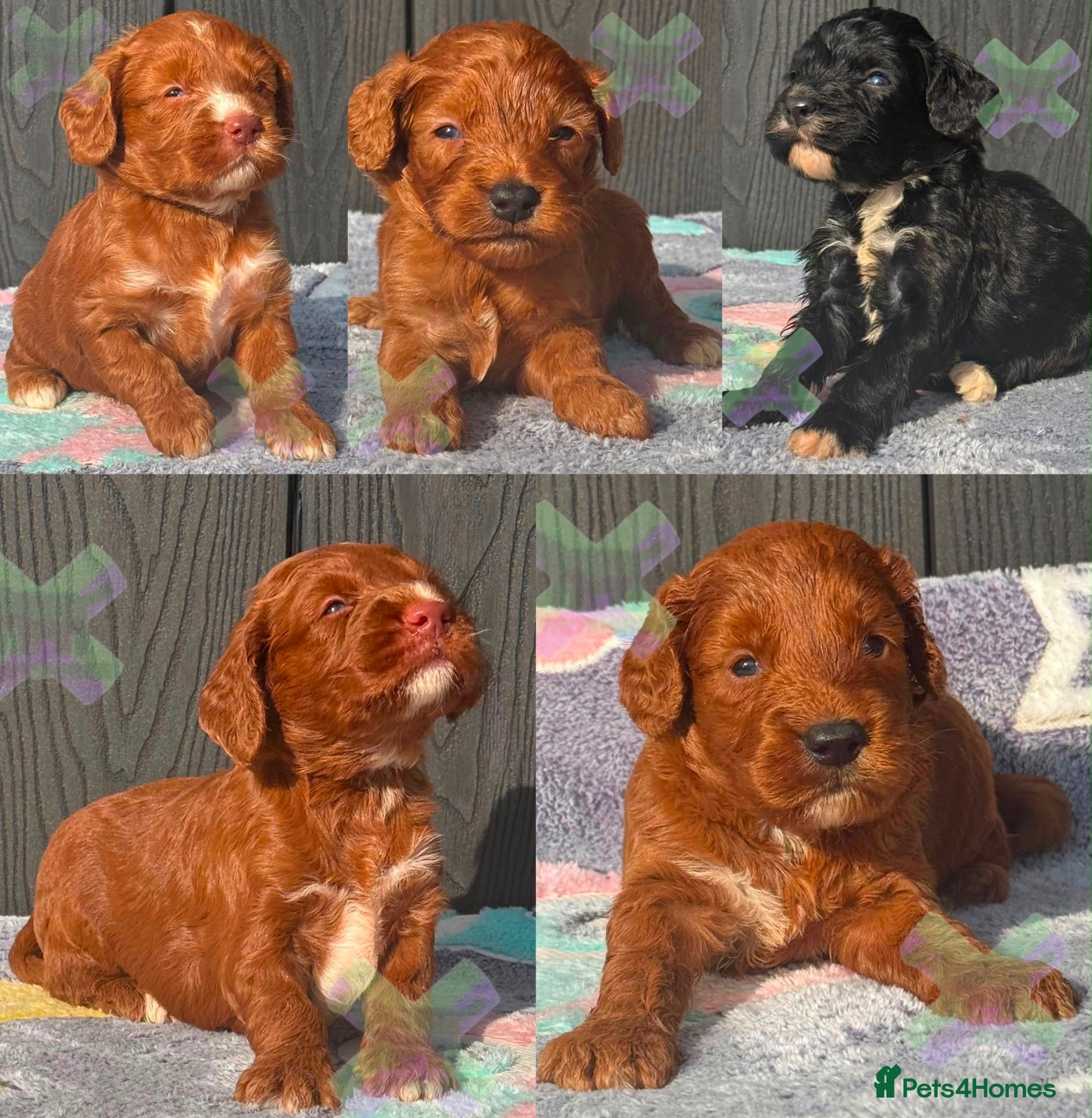 Cockapoo dogs F1 mini Cockapoo’s various colours 30 dna clear  - Advert 1