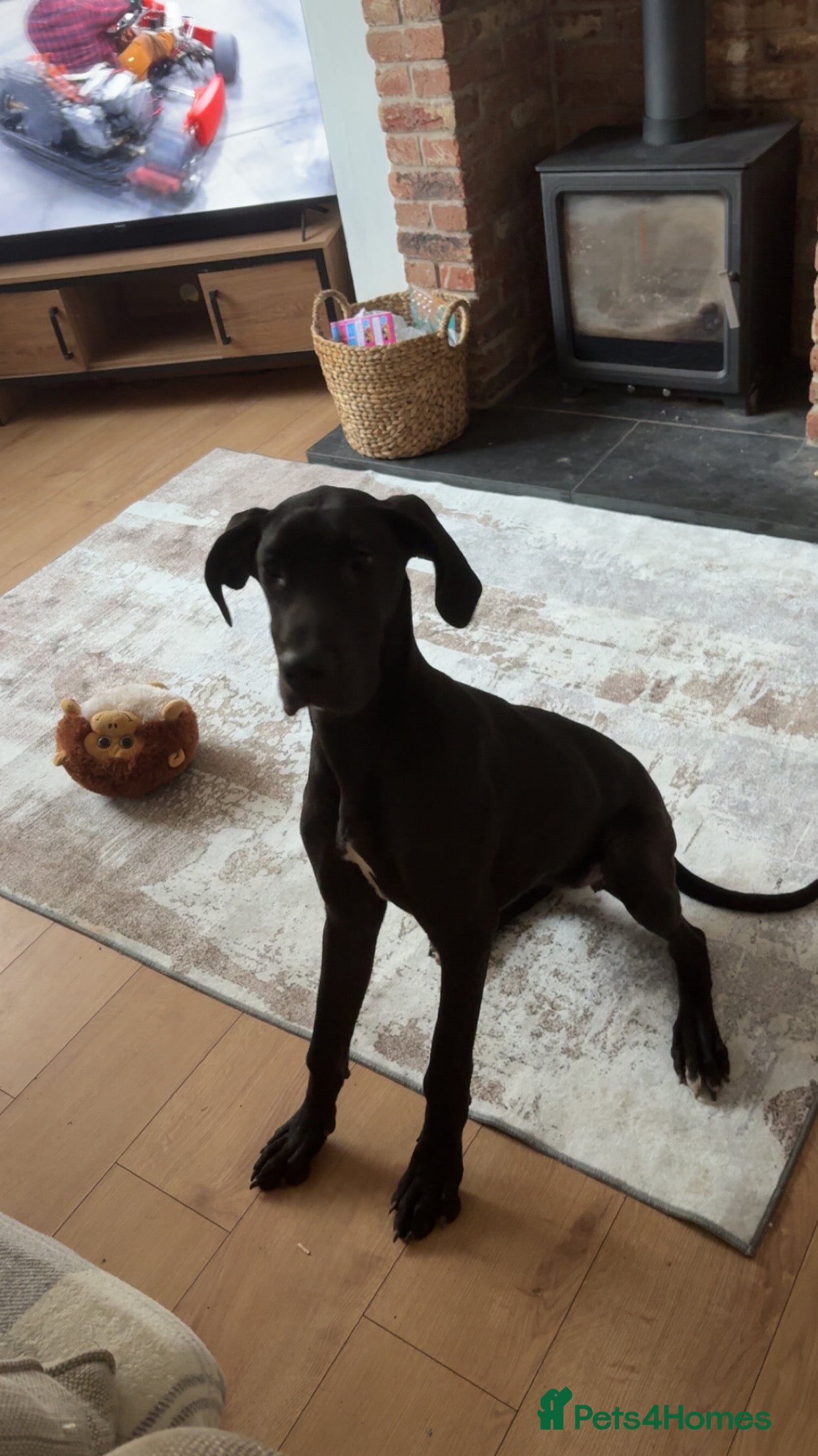 Great Dane dogs Great Dane  - Advert 6