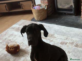 Great Dane dogs Great Dane - Advert 6