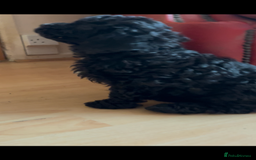 Poochon dogs for sale: 1 poochon girl available ready to leave  - Image 18