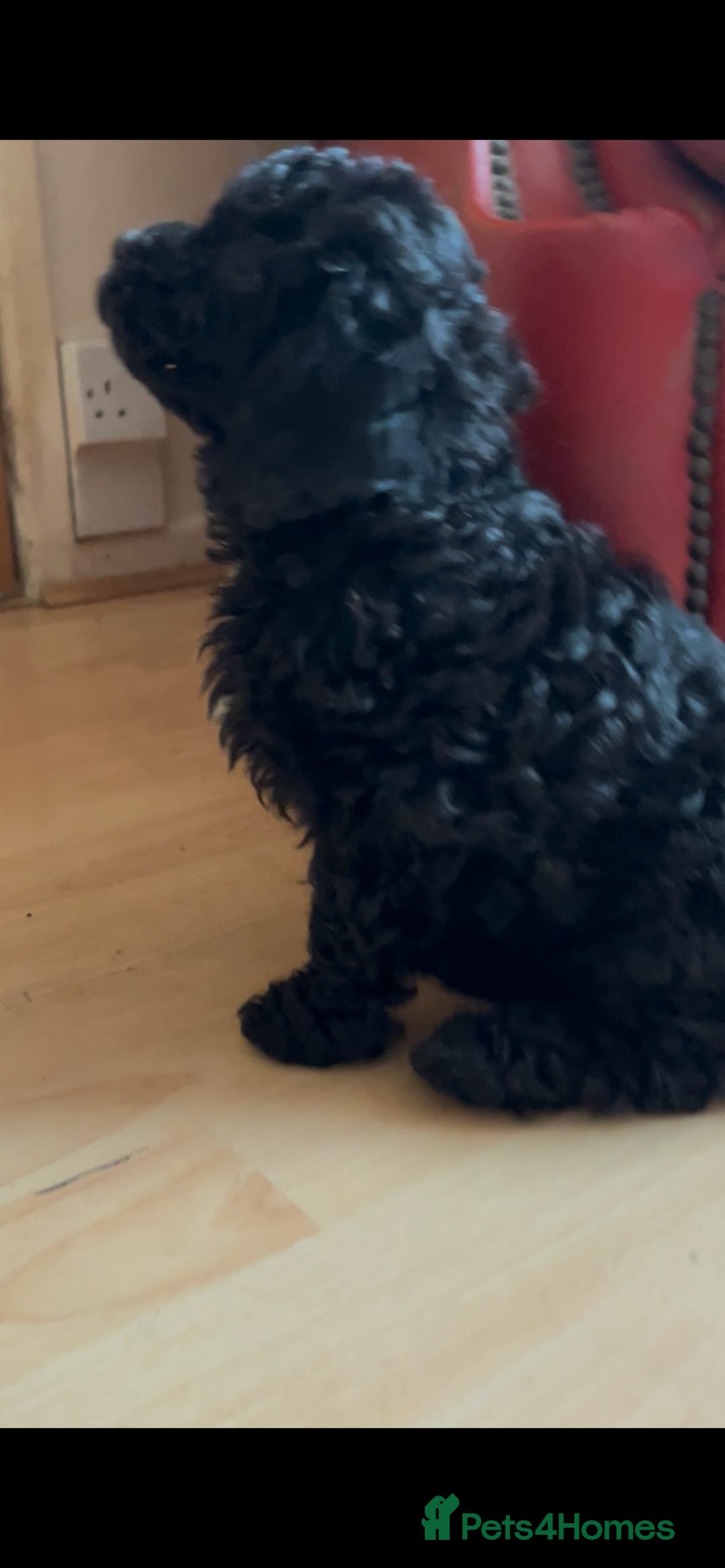 Poochon dogs for sale: 1 poochon girl available ready to leave  - Image 18
