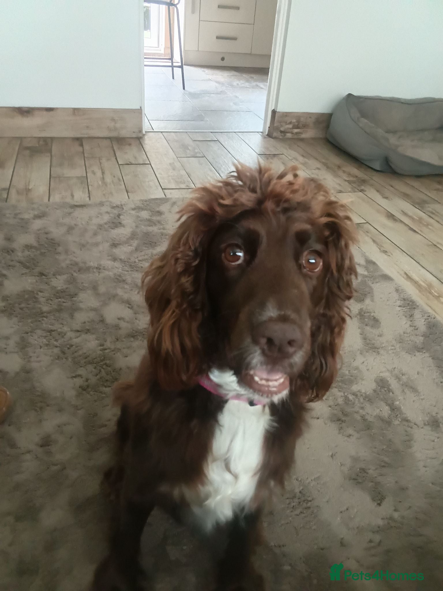Sprocker dogs Beautiful Sprocker puppies for sale - Advert 3