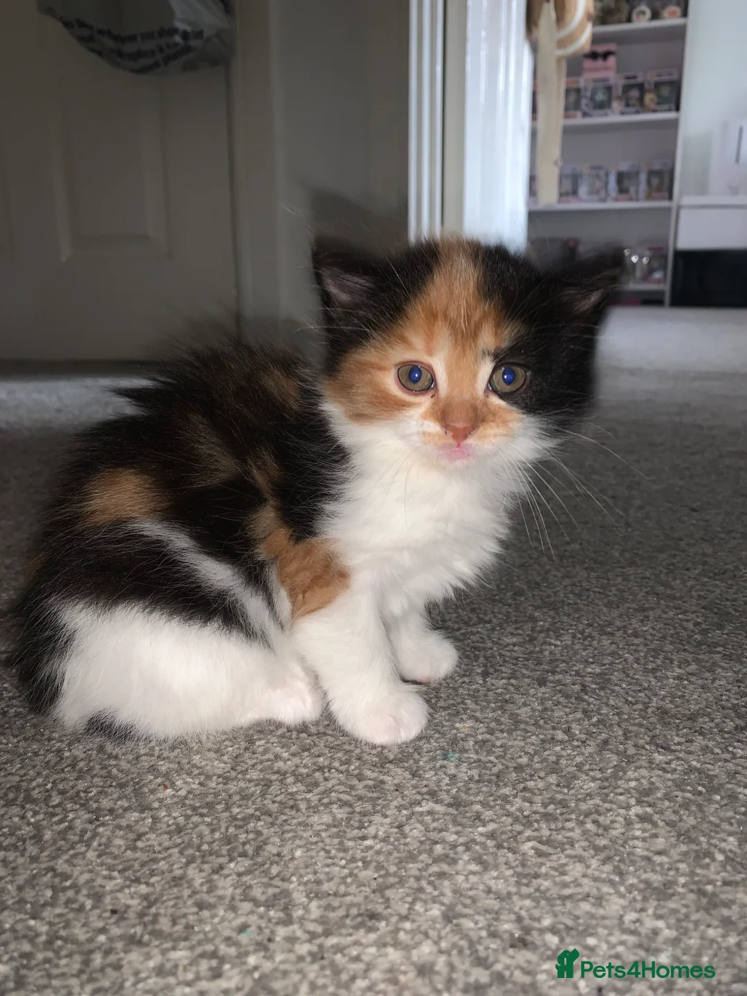 Mixed Breed cats for sale: Beautiful fluffy kittens - Advert 1