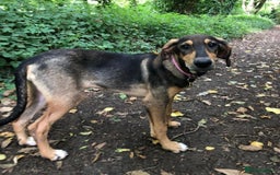 Mixed Breed dogs for adoption: Poppy (Hound/Shepherd mix) - Image 5