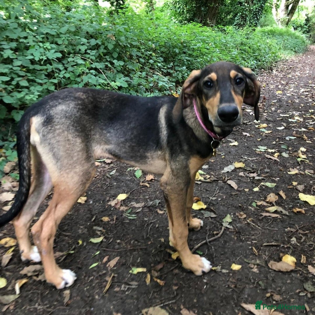 Mixed Breed dogs for adoption: Poppy (Hound/Shepherd mix) - Image 5
