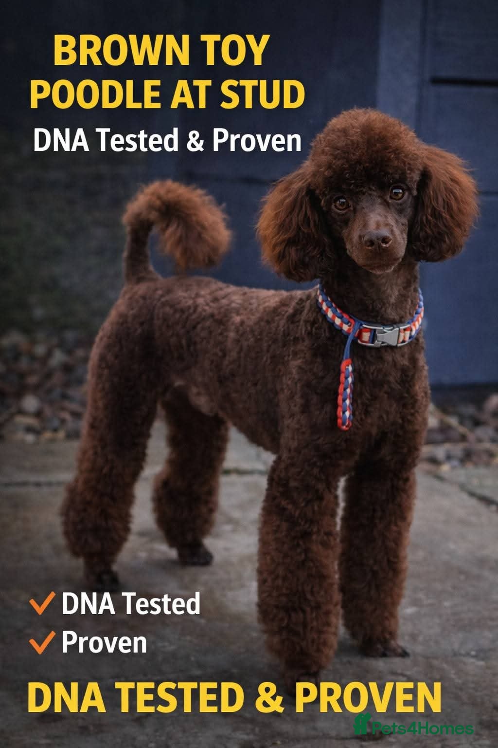 Toy Poodle dogs Toy poodles for stud - Advert 5