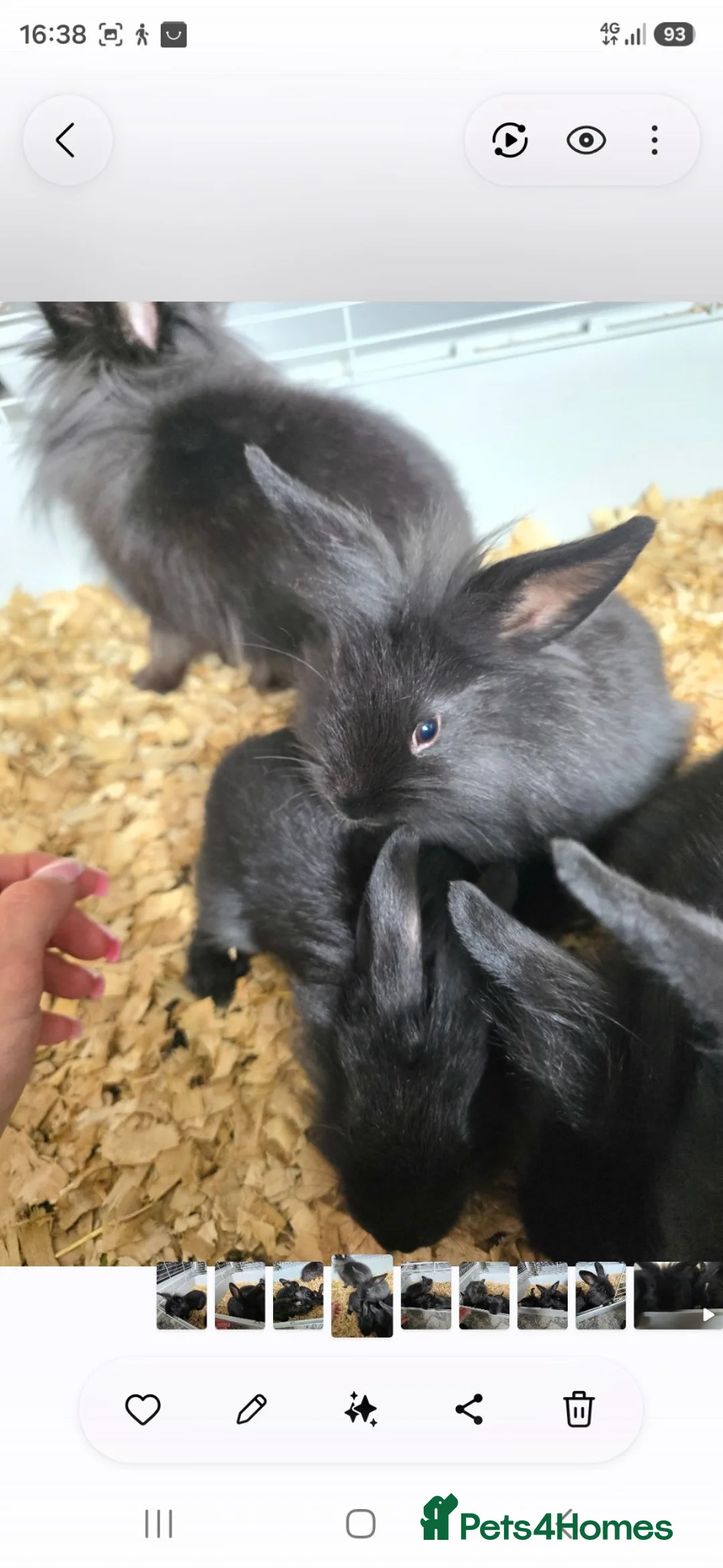 Dwarf Lop rabbits for sale: Lionhead Bunnies  in Carlisle - Advert 3