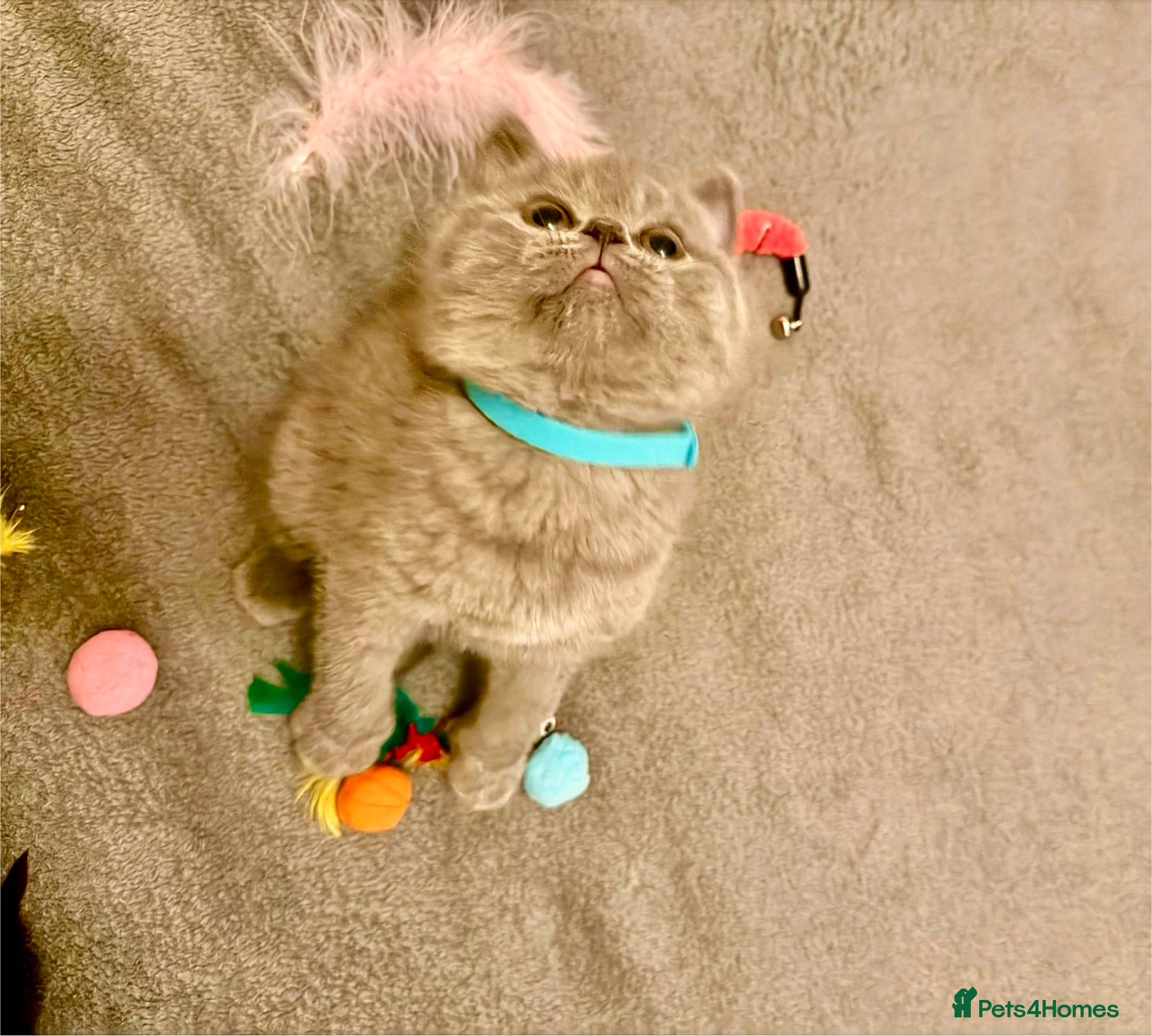 British Shorthair cats 😻GCCF registered British shorthair kittens😻 - Advert 2