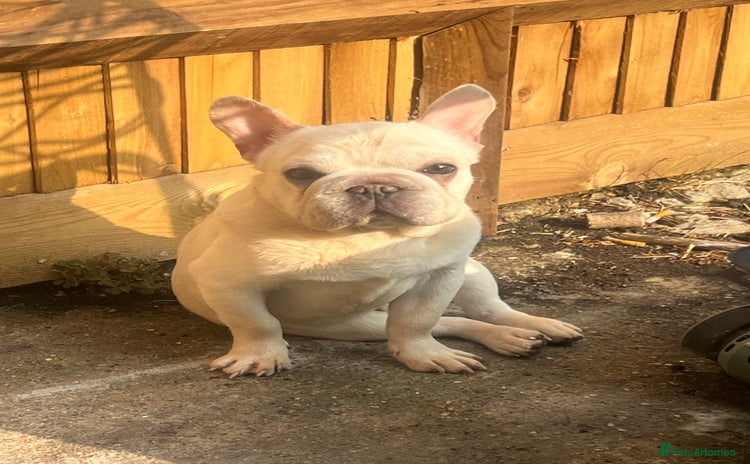 French Bulldog dogs - Advert 14