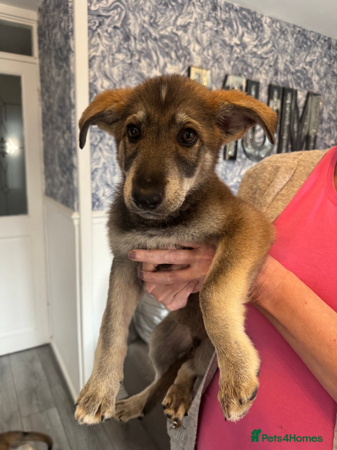 German Shepherd dogs for sale: German Shepherd puppies - Image 6