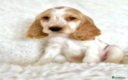 Cocker Spaniel dogs for sale: Golden Roan Full Health Tests Showline KC Reg Pups - Image 24