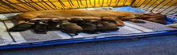 Dachshund dogs for sale: Pure Bred Dachshunds  - Advert 9