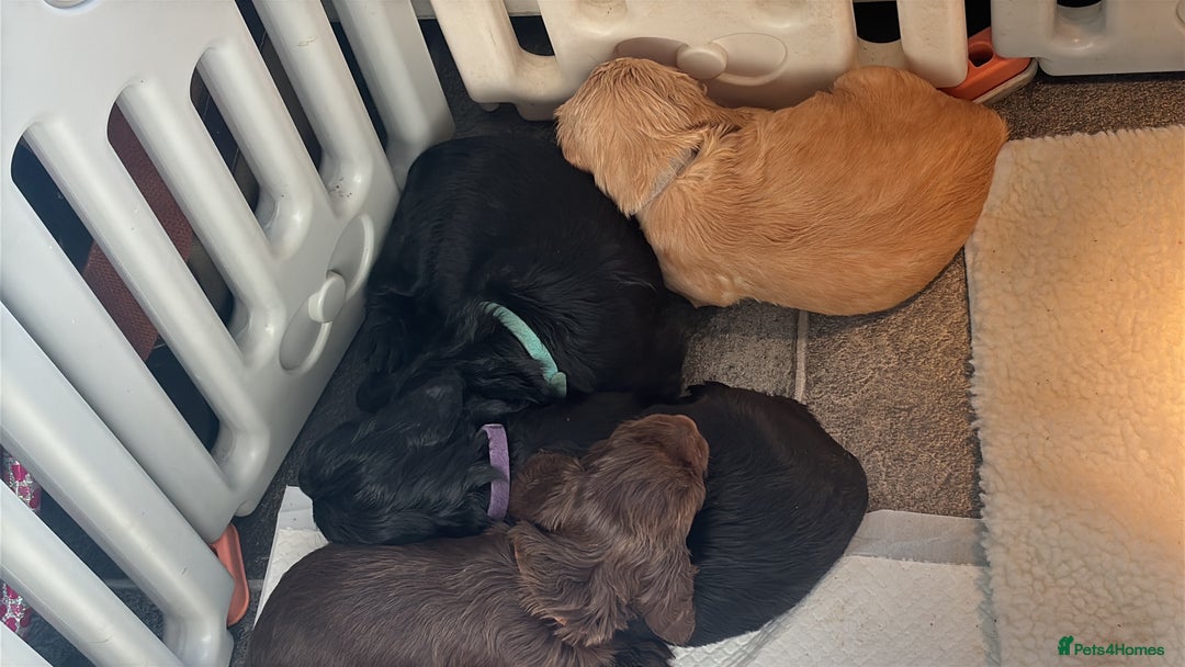 Cocker Spaniel dogs for sale: Working Cocker Spaniel Puppies - Advert 5