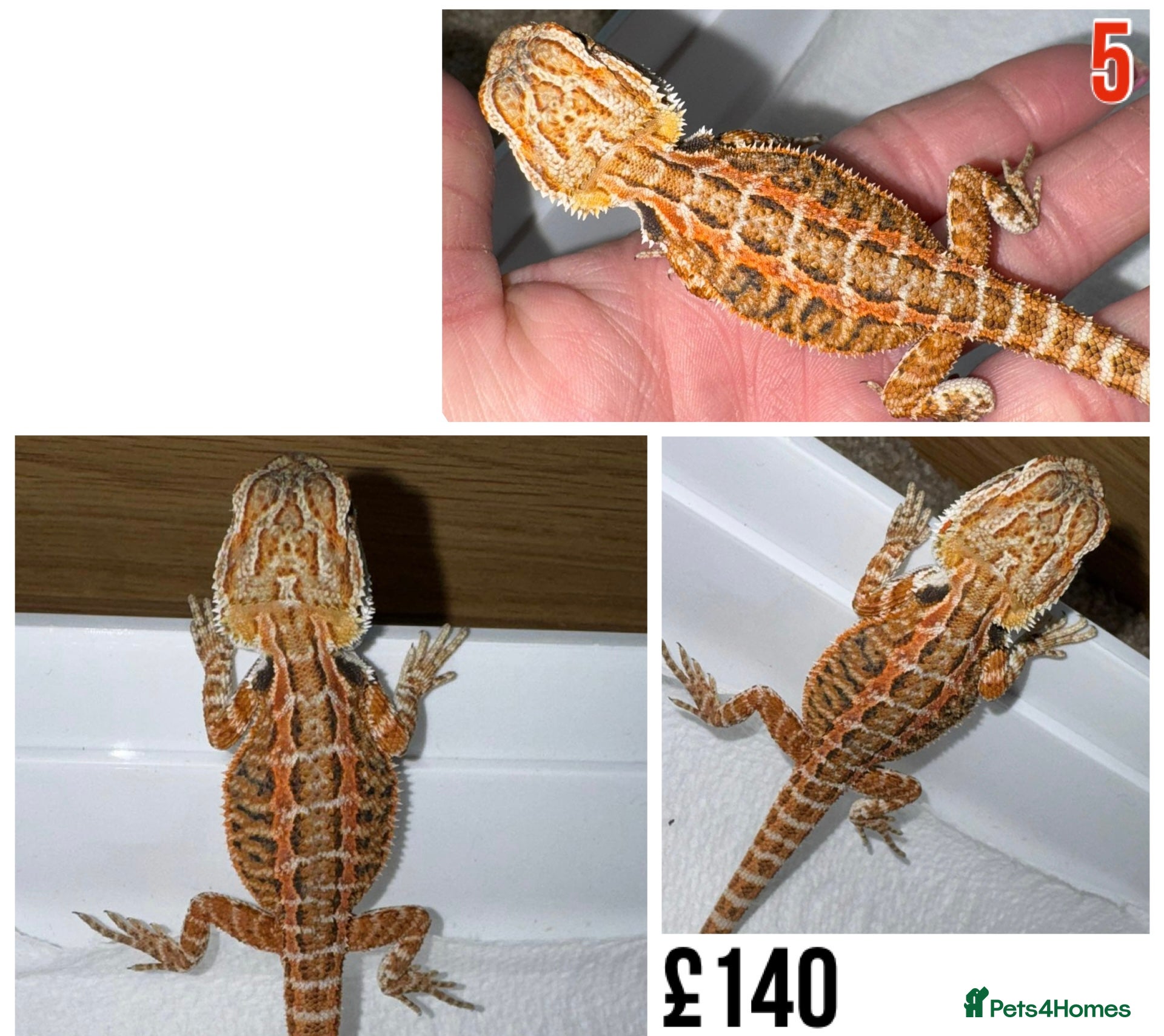 Bearded Dragon reptiles for sale: Baby Bearded Dragons For Sale! - Advert 10