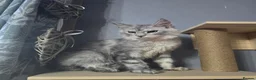 Maine Coon cats for sale: MaineCoon Boy  - Advert 3