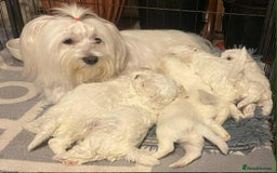 Maltese dogs for sale: Stunning Purebred Maltese Puppies Ready 17th Sept - Image 19