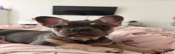 French Bulldog dogs for sale: Female French bulldog puppy - Advert 5