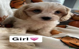 Cavachon dogs for sale: DNA CLEAR CAVACHON PUPS - Image 7