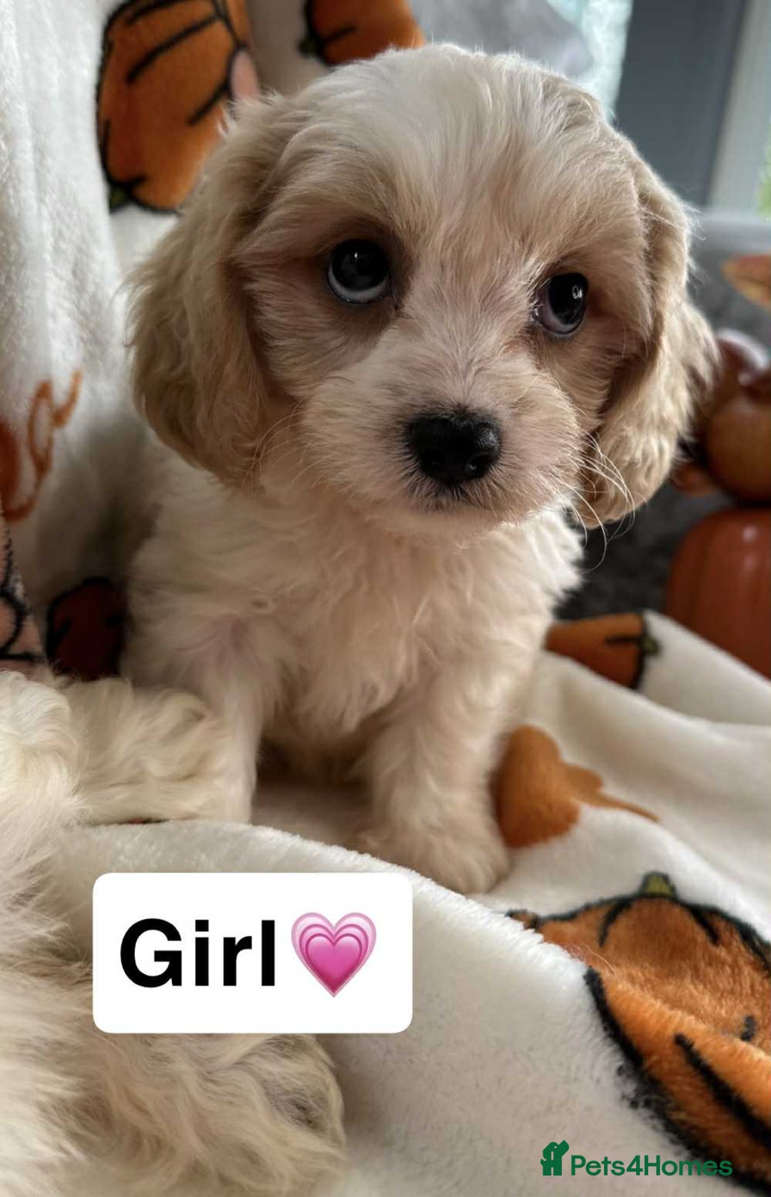 Cavachon dogs for sale: DNA CLEAR CAVACHON PUPS - Image 7