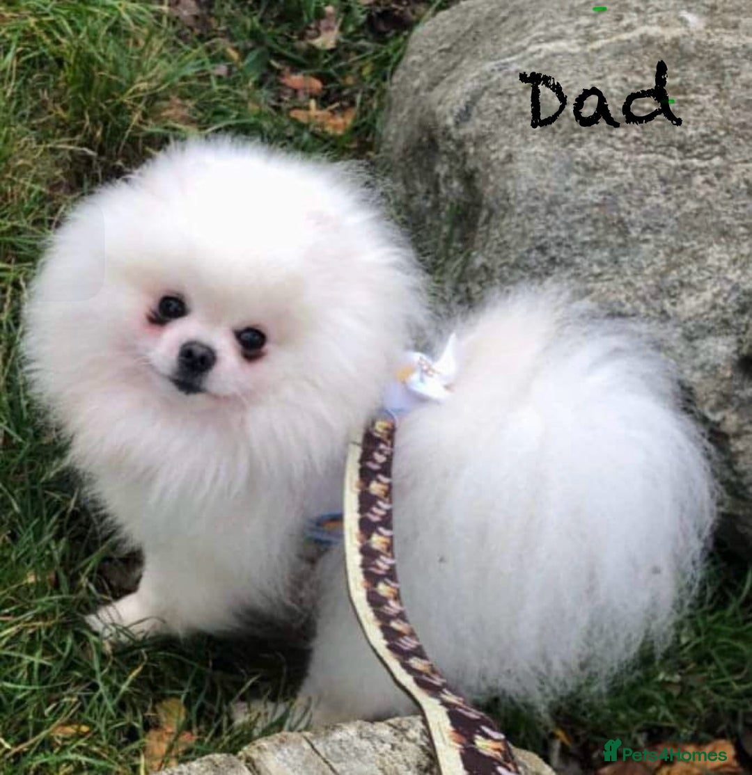 Pomchi dogs for sale: Beautiful Fluffy Pomchis - Image 37