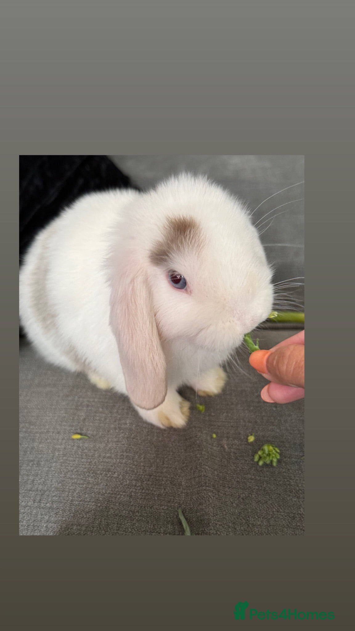 Mini Lop rabbits 🐰Ready To Leave Now - Come & View - Last Baby 🐰 - Advert 2