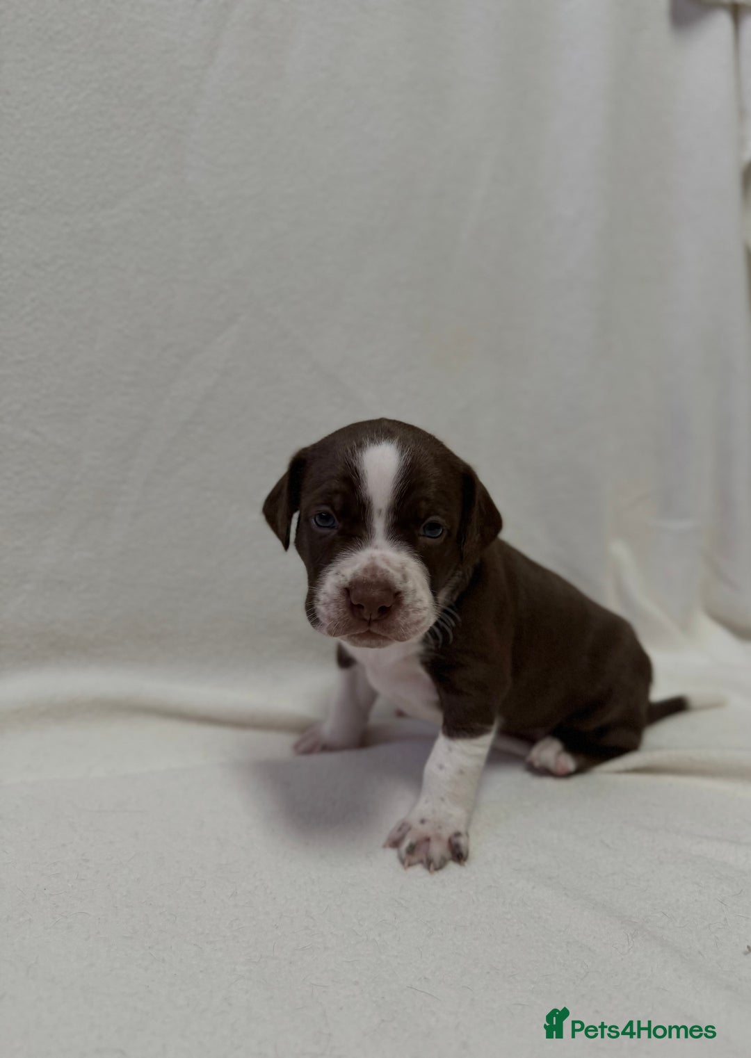 Mixed Breed dogs for sale: Cockerbull’s - Advert 3