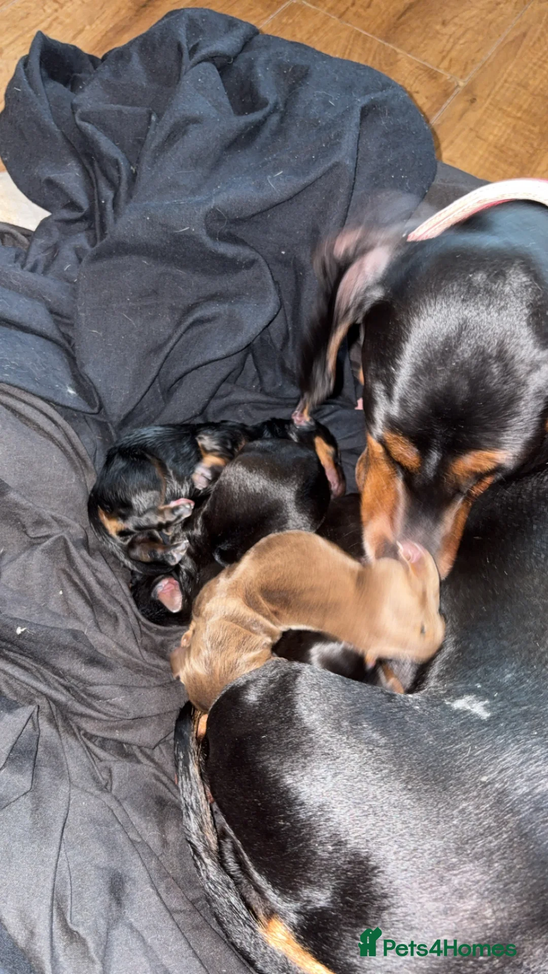 Miniature Dachshund dogs for sale: Miniature dachshunds - Advert 8