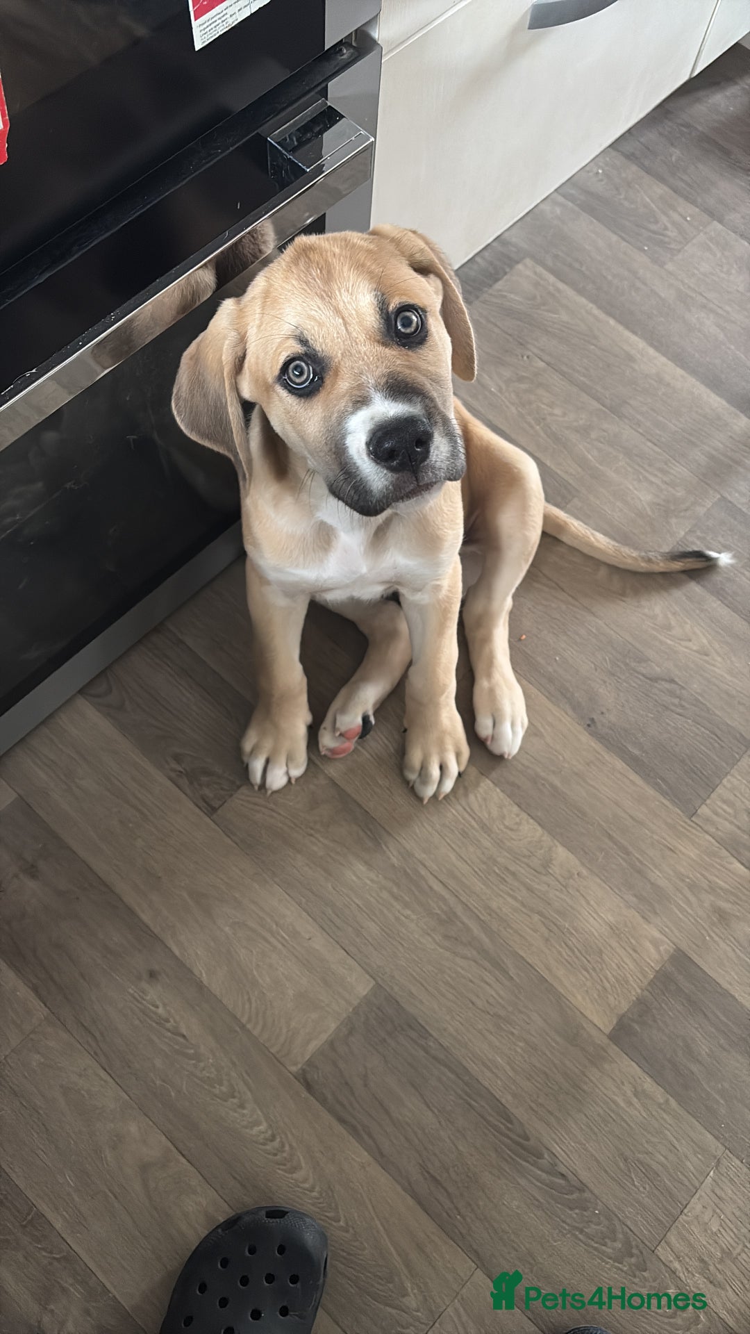 Mixed Breed dogs for sale: Rottie/ cane corso  - Image 1