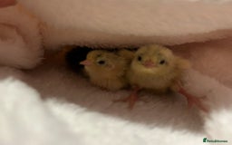 Quail poultry for sale: pretty male button quail - Image 1