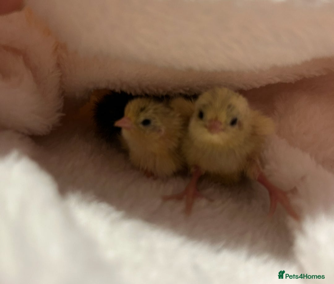 Quail poultry for sale: pretty male button quail - Image 1