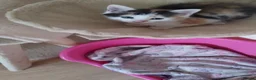 Mixed Breed cats for sale: Beautiful fluffy kittens - Advert 7