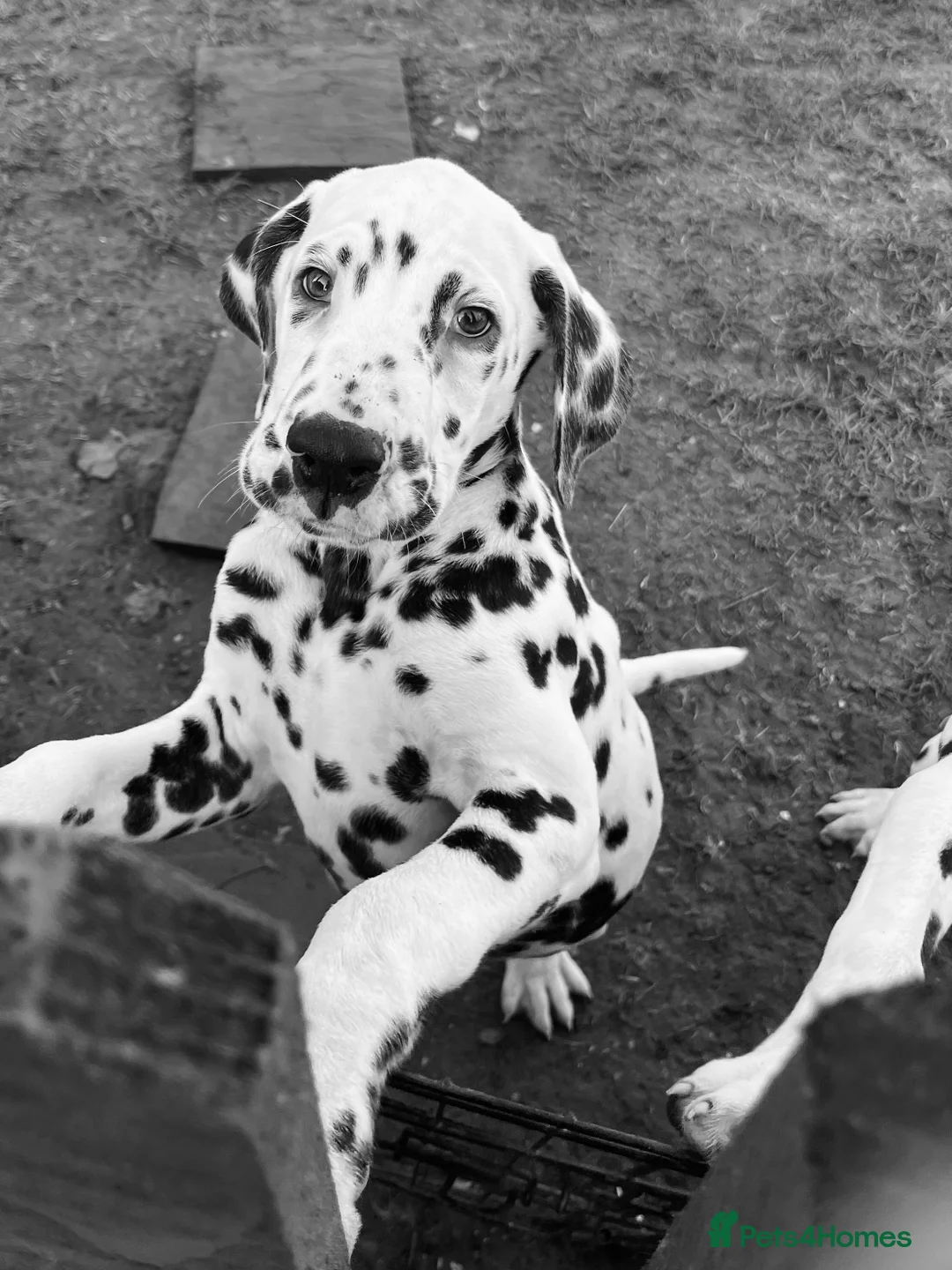 Dalmatian dogs for sale: Last boys looking for homes full hearing - Advert 1