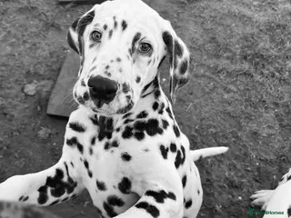 Dalmatian dogs Last boys looking for homes full hearing - Advert 7