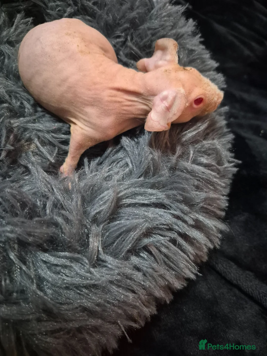 Guinea Pig rodents for sale: Skinnies - Advert 18