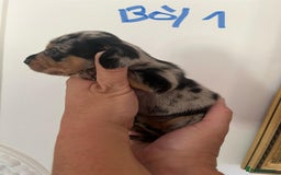 Miniature Dachshund dogs for sale: Miniature Dachshund Pups looking for forever homes - Image 7