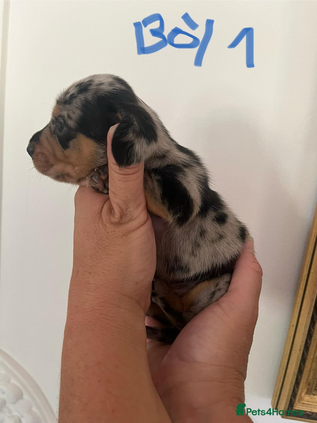 Miniature Dachshund dogs for sale: Miniature Dachshund Pups looking for forever homes - Image 7