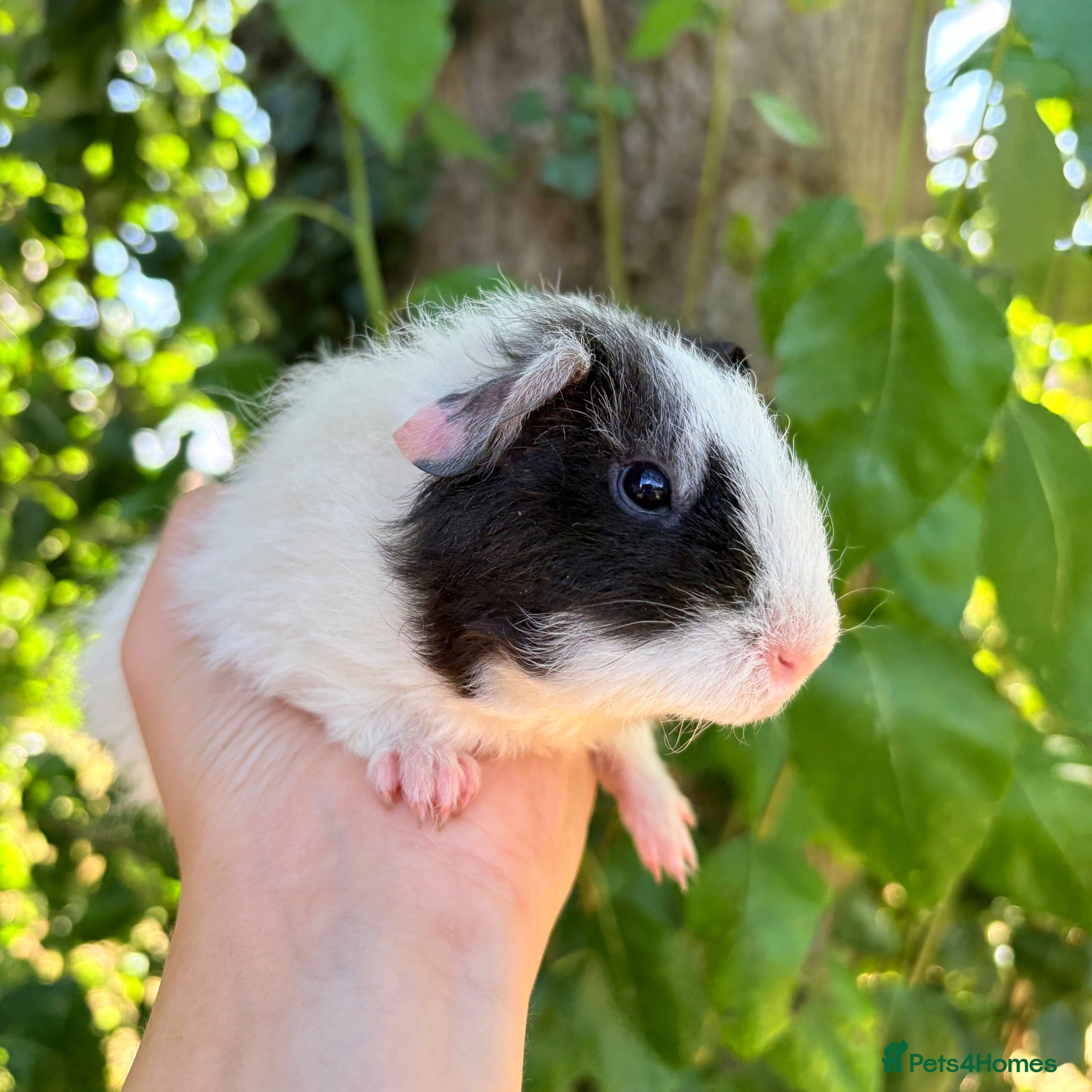 Guinea Pig rodents LOTS !!! very Friendly baby boy guinea pigs 🩵 - Advert 1