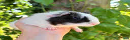 Guinea Pig rodents for sale: LOTS !!! very Friendly baby boy guinea pigs 🩵 - Advert 1